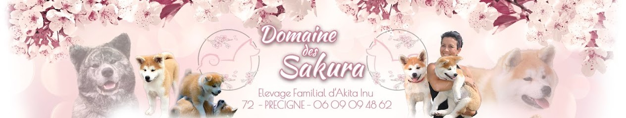 Akita Inu du Domaine des Sakura, Eleveur de Chiens à Précigné