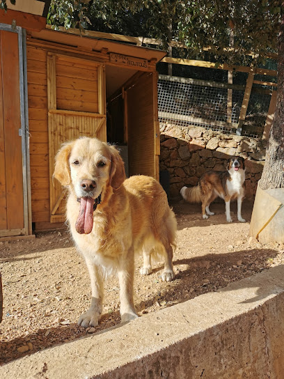 Le Camping Des Toutous, Pension Pour Chien à la Turbie