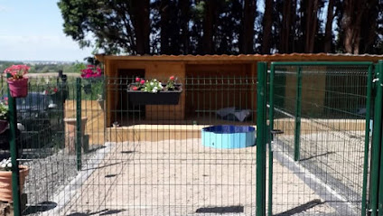 Chambres D ' Hôtes Pour Chien Du Mont D'hiver Pension Pour Chien à Blaringhem