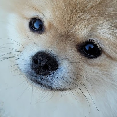 Élevage spitz nain source des hauts bois, Eleveur de Chiens à Laudun-l'Ardoise