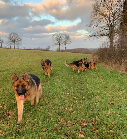Elevage du Vent de Traverse : élevage de bergers allemands LOF poils courts et poils longs, Eleveur de Chiens à Tronget