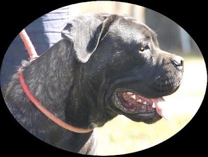 Elevage de cane corso Alassea Seregone, Eleveur de Chiens à Lamenay-sur-Loire