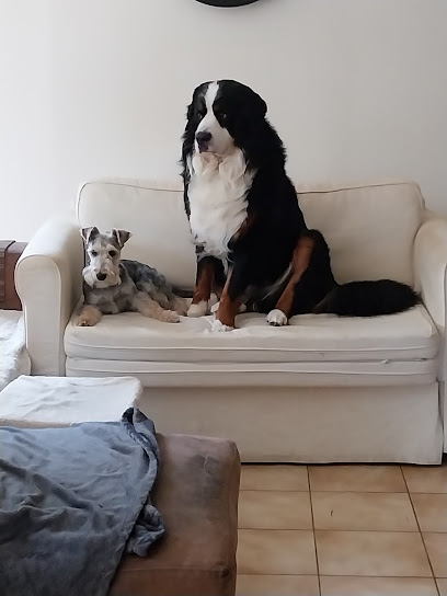 Tif'ani 🐾, Pension Pour Chien à Péronne