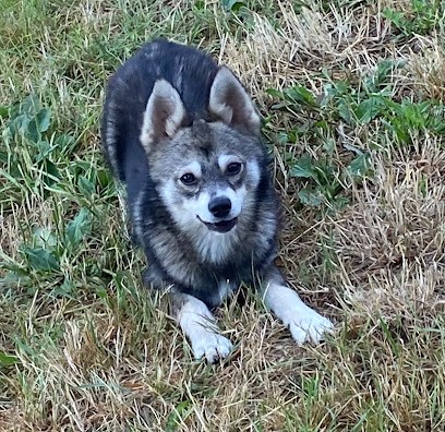 L’amour du pomsky, Eleveur de Chiens à Limay