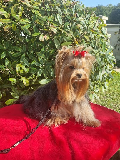 ELEVAGE DU DOMAINE DES VIEUX CERFS MME DOURLENS LUCILE, Eleveur de Chiens à Mogneville