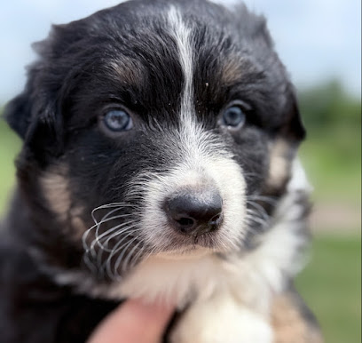 Élevage Familial Berger Australien Des Fauminards, Éleveur De Chiens à Cornusse