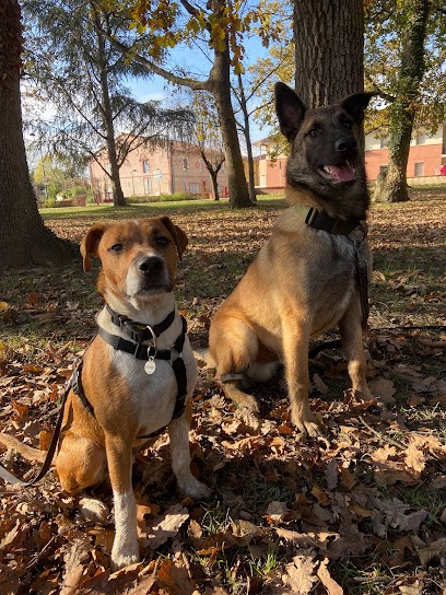 Ana Coach Canin, Dresseur de Chiens à Saint-Lys