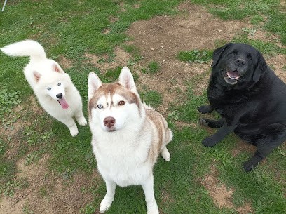 Puppysland elevage canin, Eleveur de Chiens à Diedendorf