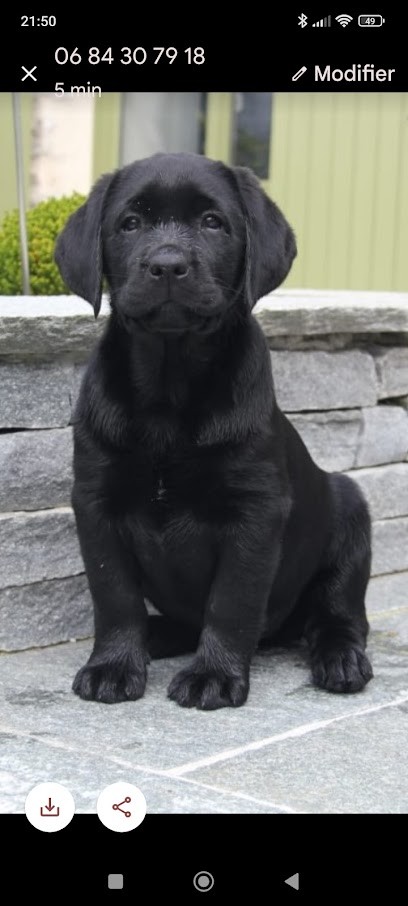 Labradors De Chantemelse, Eleveur de Chiens à Saint-Michel-de-Chavaignes
