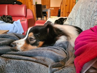 Pattes M'en Cinq, Pension pour Chiens à Meilleray