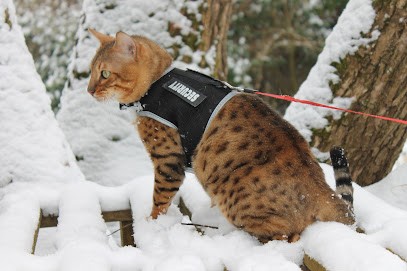 Chatterie Bangalore, Eleveur de Chiens à Choisy-le-Roi