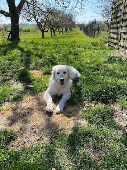Élevage de la Forêt des Princes : Éleveur de Golden retriever, Cocker anglais, teckel poil dur en Meuse (Grand Est), Eleveur de Chiens à Nant-le-Petit