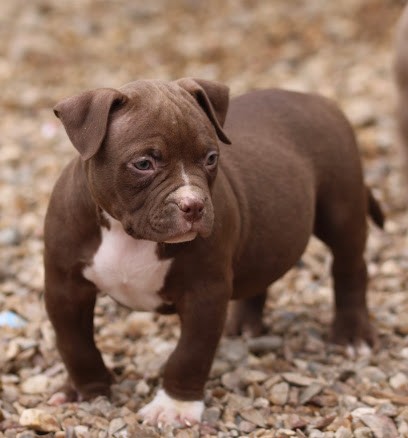 twob, Eleveur de Chiens à Ouzouer-sous-Bellegarde
