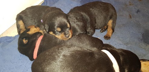 Elevage de Rottweiler, Les Protecteurs de Provence, Eleveur de Chiens à Aubignan
