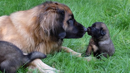 Elevage Leonberg Des Bergers Beotiens, Eleveur de Chiens à Mérignac