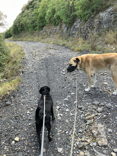 Dog Academia Cevennes - Educateur Et Comportementaliste Canin, Dresseur De Chiens à Potelières