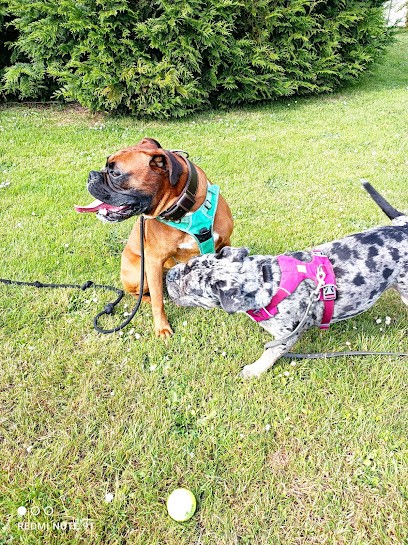 Educ'Quality Dog, Dresseur de Chiens à Saint-Jouin-Bruneval