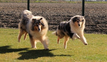 Elevage De La Fleur D'ecosse, Pension pour Chiens à Vendeville