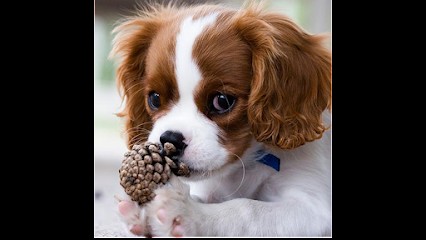 ELEVAGE DES BULGARIANS, Eleveur de Chiens à Mensignac