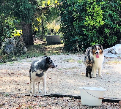 Aux Poils Pension Pour Chien à Roquecor