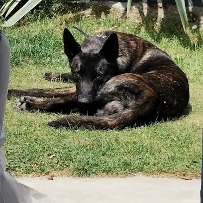 Rsd.dog, Dresseur de Chiens à Tuffalun