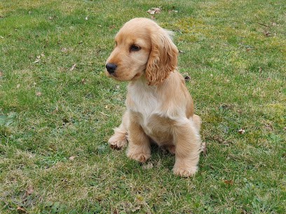Elevage Du Clos De Vitalie, Eleveur de Chiens à Saint-Denis-de-Jouhet