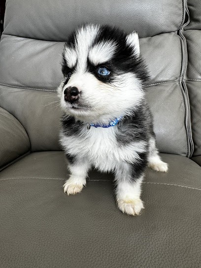 Les Baby Dogs De Mayran, Eleveur de Chiens à Laudun-l'Ardoise