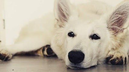 Elevage du domaine de Mirona, Eleveur de Chiens à Coligny