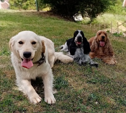 Elevage Golden retrievers et Cockers Anglais LOF Du Cottage de Sweet MI Lady, Eleveur de Chiens à Cléré-du-Bois