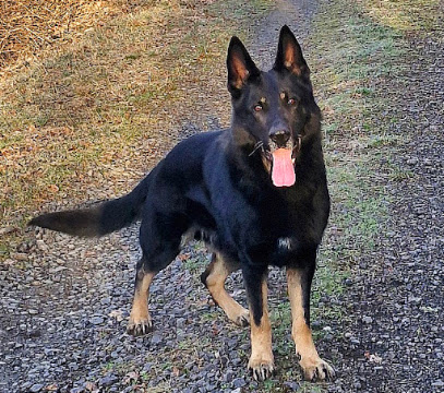 Élevage Des Trésors Du Maquis - Berger Allemand Éleveur De Chiens à Chalvignac