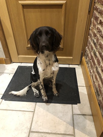 Cani Trainer Educateur et comportementaliste canin, Dresseur de Chiens à Voutré