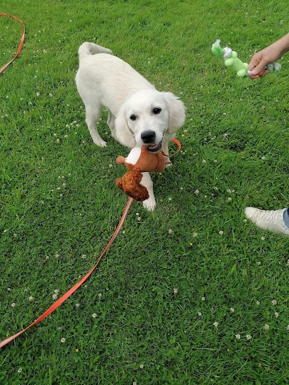 Code Canin Educatrice Coach Comportementaliste Canin, Dresseur de Chiens à Montville