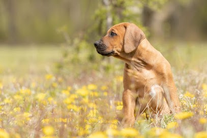 Elevage African Shadows - Elevage de Rhodesian Ridgeback et Chien loup tchécoslovaque, Eleveur de Chiens à Thiel-sur-Acolin