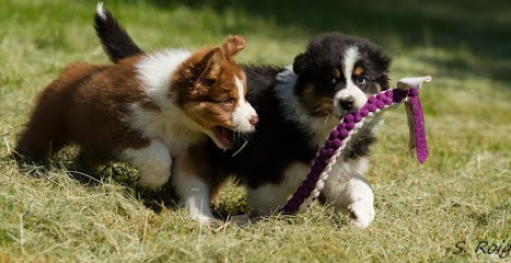 Elevage Berger Australien Of Sipawaban, Eleveur de Chiens à Arifat