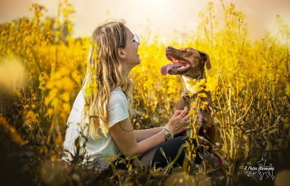 Animalz, Dresseur de Chiens à Rennes