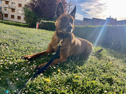 Calva'dog Dresseur De Chiens à Caen