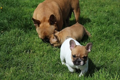 Des Ulyskanes du Fleury, Eleveur de Chiens à Sauzé-Vaussais