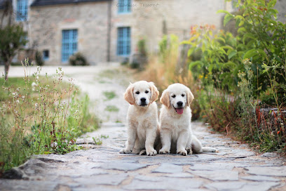 Elevage Golden Retriever Ar Bann Heol Éleveur De Chiens à Berné