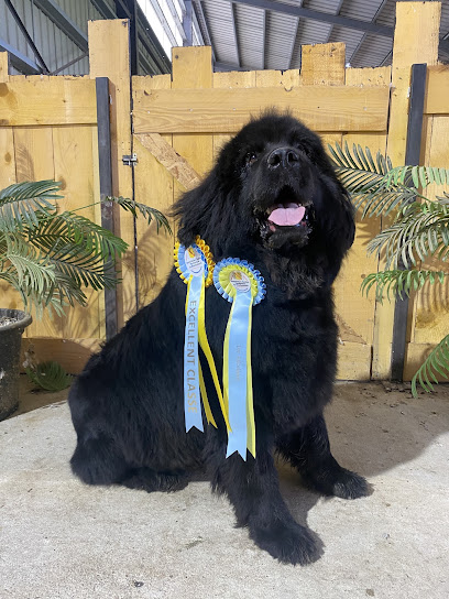 Élevage De Terre Neuve Et Pension Canine Du Domaine Des Ours Noirs, Pension Pour Chien à Saint-Didier-en-Donjon