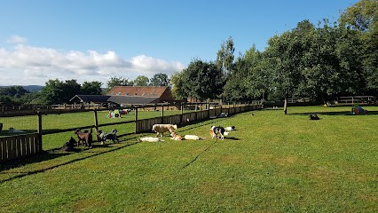 DogWalking, Pension pour Chiens à Vernie