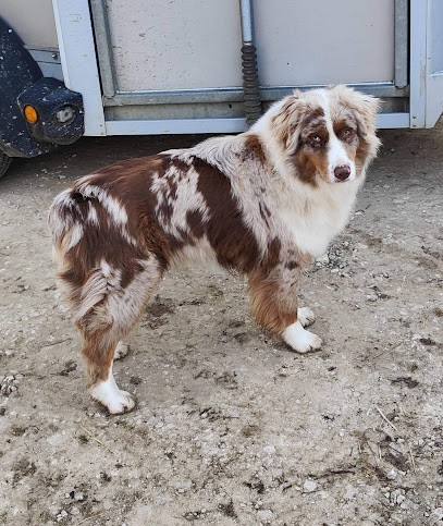 Pension chiens Domaine du grand large, Pension pour Chiens à Montgaillard