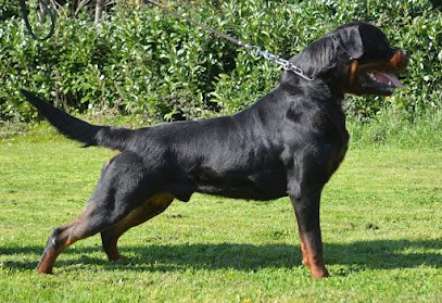 Rottweiler Du Temple D'Adranos, Eleveur de Chiens à Augignac