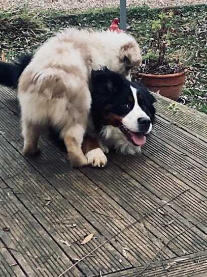 Ô Loubar Canin - Educateur Comportementaliste Canin Nancy / Meurthe et Moselle (54) / Lorraine, Dresseur de Chiens à Saint-Max
