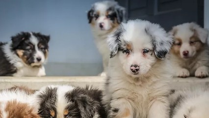 Fred Educateur Canin, Dresseur de Chiens à Veuzain-sur-Loire