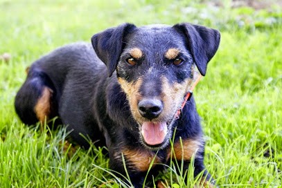 Guillermet Vincent, Dresseur de Chiens à Saint-Quentin-sur-Isère