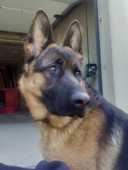 Elevage du Fossé des Pandours, Eleveur de Chiens à Saverne