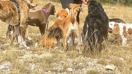 Canicalin06 Pension Pour Chien à Cannes