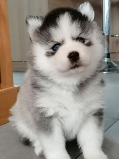 Elevage Pomsky France Bretagne, Eleveur de Chiens à Hénansal