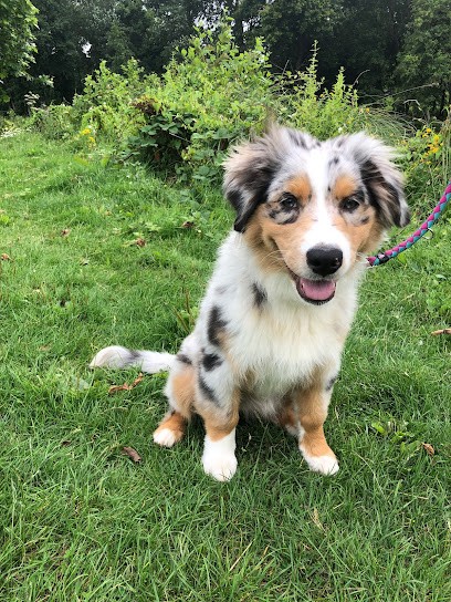 Spered canin - éducateur canin, comportementaliste, Plouguerneau, Dresseur de Chiens à Plouguerneau