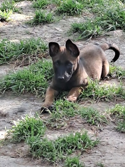 l'aube des perseides, Eleveur de Chiens à La Côte-en-Couzan